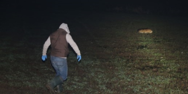 Edirne'de zehirlenen 8 köpek ve 1 kedi öldü