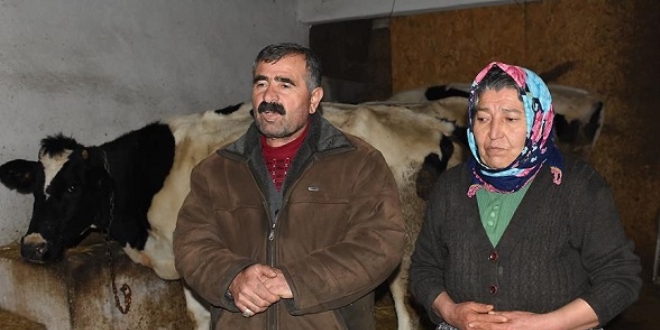 Dolandırılan şehit ailesine inekleri teslim edildi