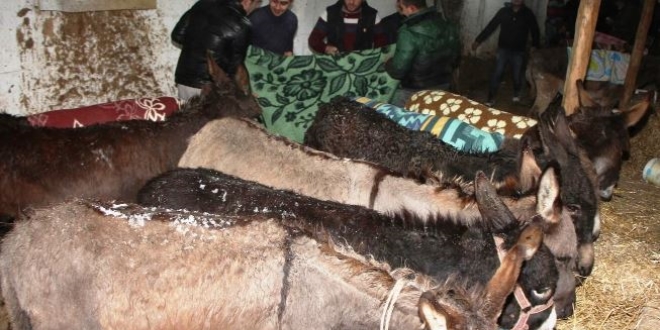 Jandarmanın donmak üzereyken bulduğu sahipsiz 15 eşek ücretsiz dağıtıldı