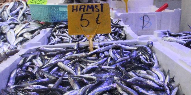 30 liraya kadar çıkan hamsi 5 liraya düştü
