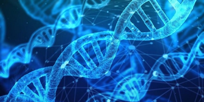 DNA yaşam süresi hakkında ipuçları veriyor