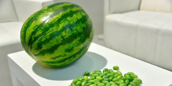 Zeytin büyüklüğünde karpuz