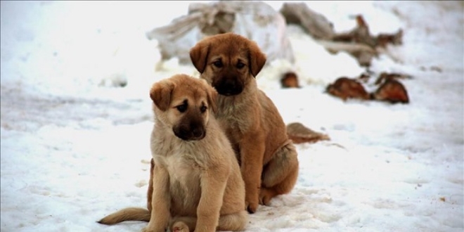 Sahipsiz köpeklerin yaşam mücadelesi