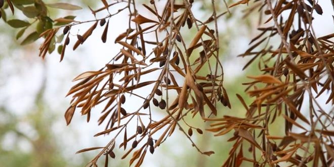 Xylella Yaprak Yanıklığı ile Mücadele Hakkında Yönetmelik