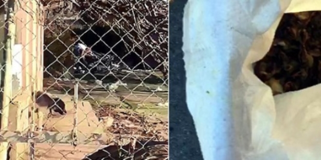 Canlı civcivleri, köpeklere yedirmeye çalıştılar