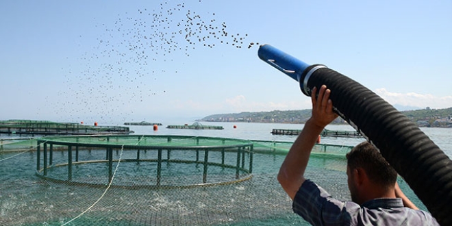 Karadeniz'den dünyaya somon ihracatı