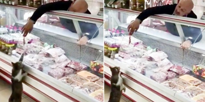 Fenomen kedi hayatını kaybetti