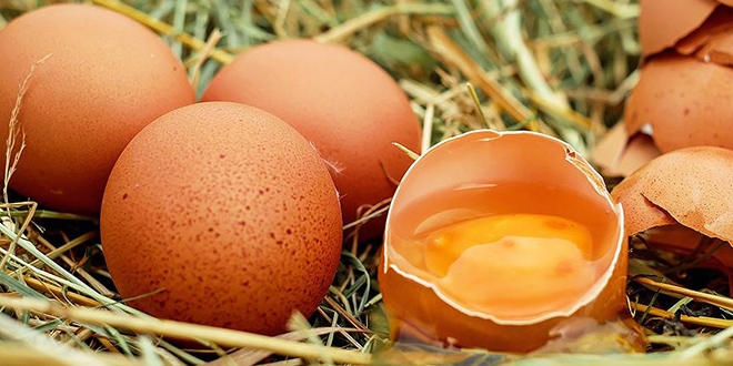 'Kanser ilacı yumurtlayan' tavuklar yetiştirildi