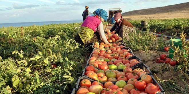 'Karaborsacılar, hem tüketiciyi hem de üreticiyi zor durumda bırakıyor'