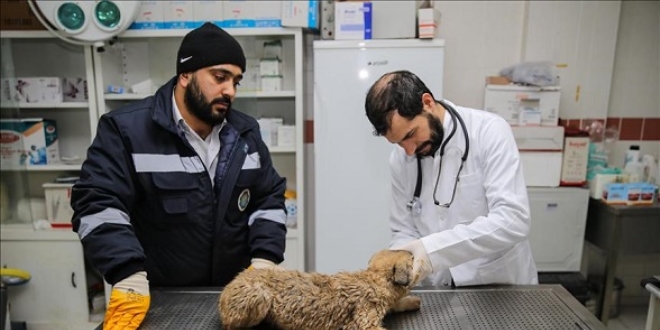 Hasta ve yaral hayvanlara 'ambulans' ile annda mdahale