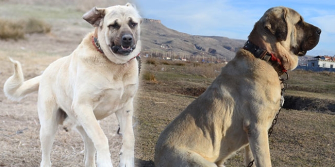 'Aksaray Malaklısı' köpeklere yoğun talep