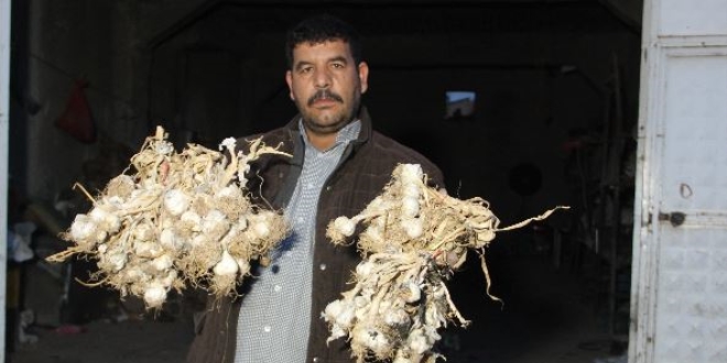 Sarımsak depoda çürüdü