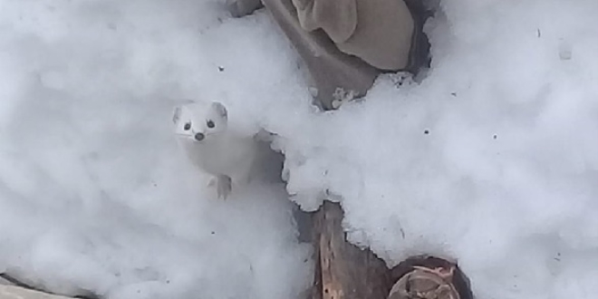 Tunceli'de nesli tükenmekte olan 'beyaz gelincik' görüntülendi