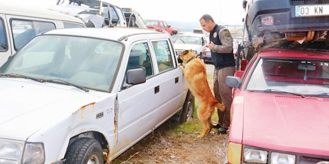 Dedektör köpekler oynaya oynaya yakalıyorlar