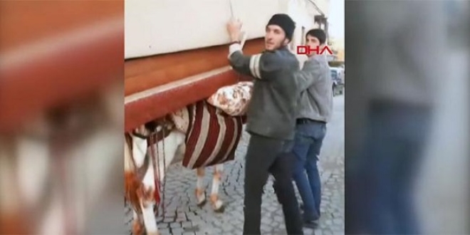 Tüm hayvanseverlerden özür diledi: Eşeğimi emekli edeceğim
