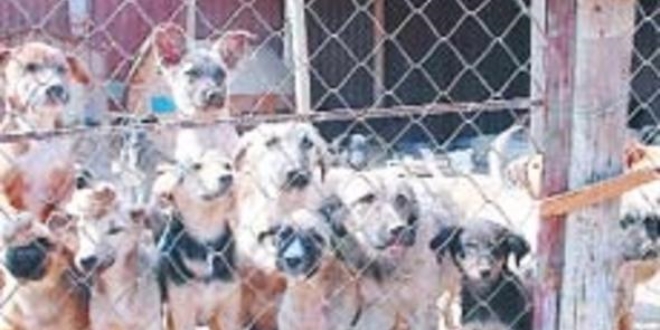Ankara'da köpek itlafı iddiası