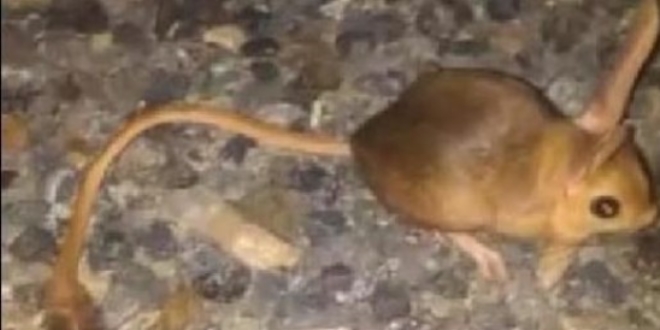 Tunceli'de kanguru faresi görüntülendi