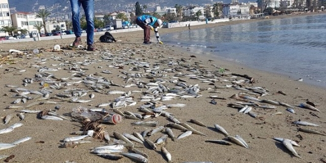 Alanya'da telef olmuş binlerce balık sahile vurdu