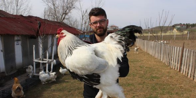 Hobi olarak başladı, 7 ülkeye yumurta gönderiyor