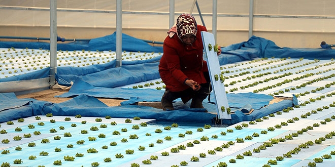 Topraksız tarımın 'hanımağası' oldu