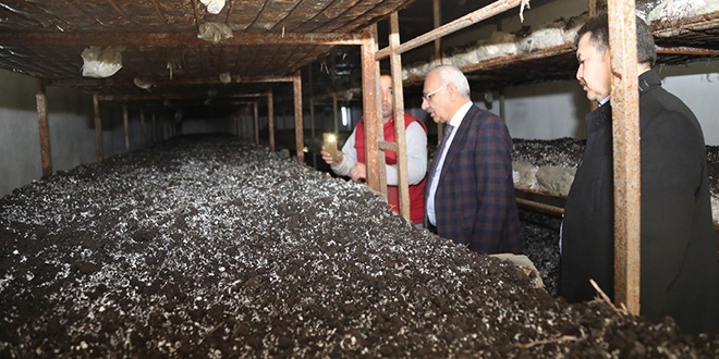 Genç girişimcinin mantar başarısı