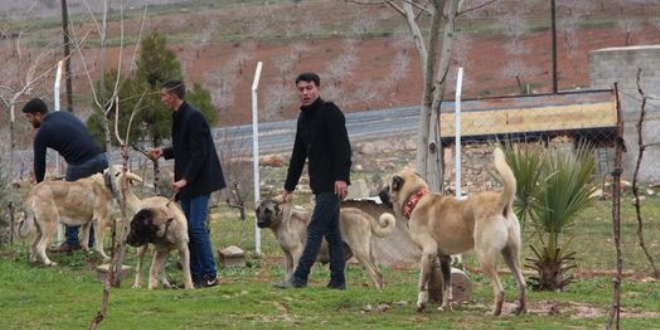 Otomobil fiyatına satılıyor, talep yağıyor