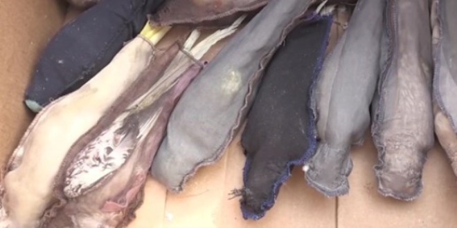 Kapıkule'den giren otomobilde paketlenmiş 26 papağan bulundu