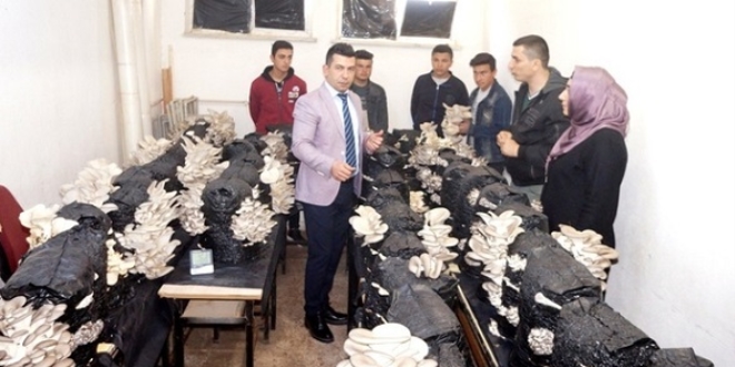 Liseli öğrencilerin yetiştirdiği istiridye mantarları yok satıyor