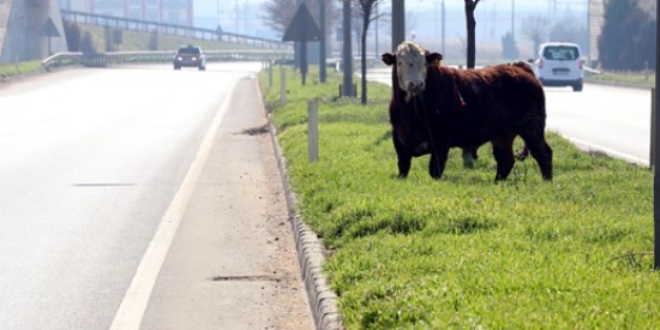 Mezbahadan kaçan boğa trafiği birbirine kattı