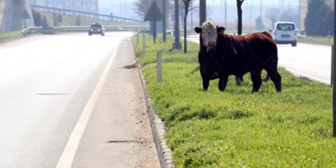 Mezbahadan kaan boa trafii birbirine katt