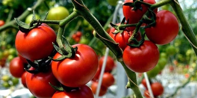 Bağdat müşteri oldu domatesin fiyatı uçtu