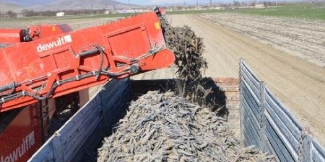 Siyah havuç üreticisi dertli