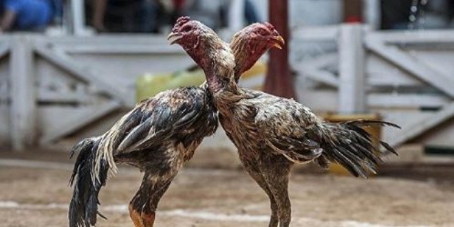 Horoz dövüşü yaptıranlara operasyon: 34 gözaltı