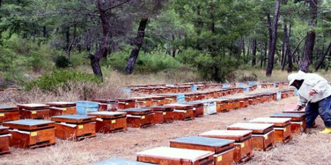 Market raflarındaki bal fiyatlarına tepki