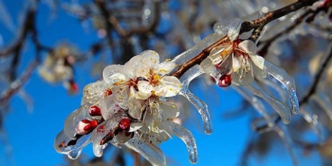 Meteorolojiden zirai don uyarısı