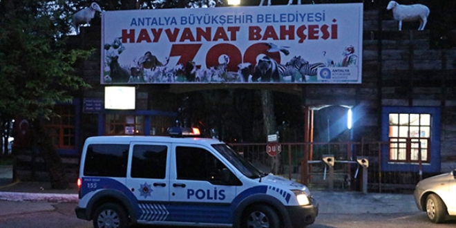 Antalya'da hayvanat bahesinden kurt kat