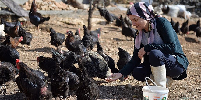 Kadın girişimci devlet desteğiyle yumurta üretiyor
