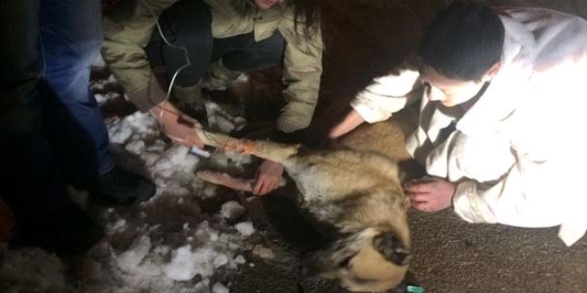 Kedi ve köpekleri zehirleyerek öldüren doktor yargılanıyor