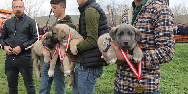 40 ilden 300 Çoban Köpeği yarıştı
