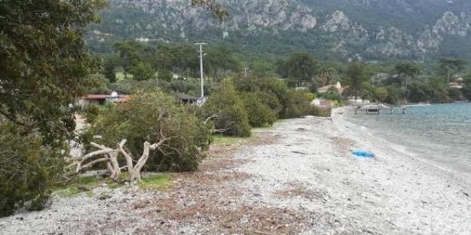 Dünyaca ünlü Akbük Koyu'nda ağaç katliamı