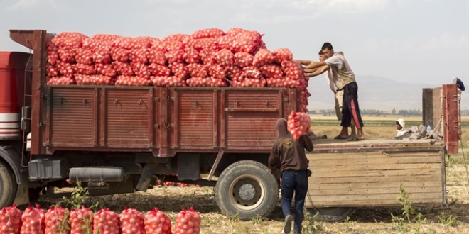 Soğanın tarla fiyatı 5-6 TL arasında