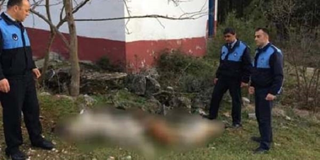 Sokak köpekleri piknik alanında zehirlenerek öldürüldü