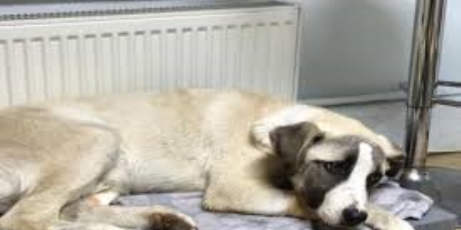 Ankara'da zehirlenen köpeklerden 7'si hayata tutundu