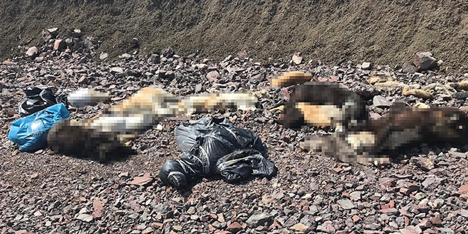 Ankara'da ikinci köpek katliamı!