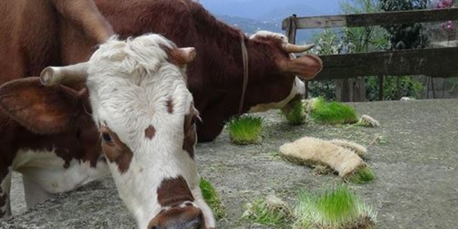 Ürettiği yemle, süt verimini iki katına çıkardı