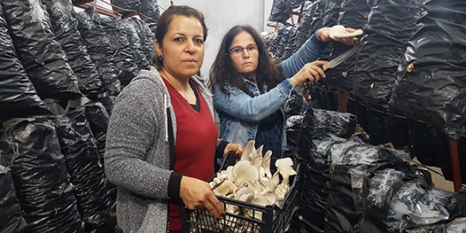 İki arkadaş azmetti, mağazayı mantar tarlasına çevirdi