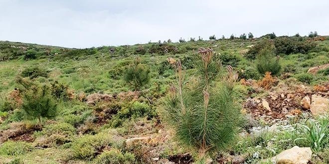 Ege'nin turizm cenneti Bozcaada 'yeşil ada' oluyor