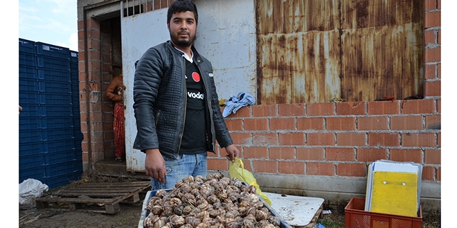 Sezon ald gnde 5 ton topluyorlar