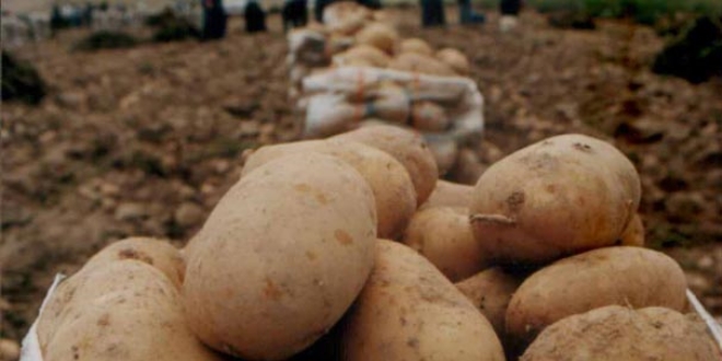 Niğde'de 2 milli patates çeşidi daha tescillendi