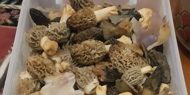 'Kuzu göbeği' mantarının kilosu el yakıyor